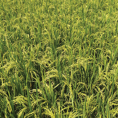 Vietnamese Rice for Good Gin